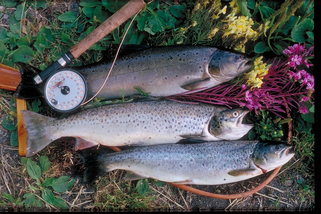 Angling in Streams, Rivers and Inlets in the Aarhus Region