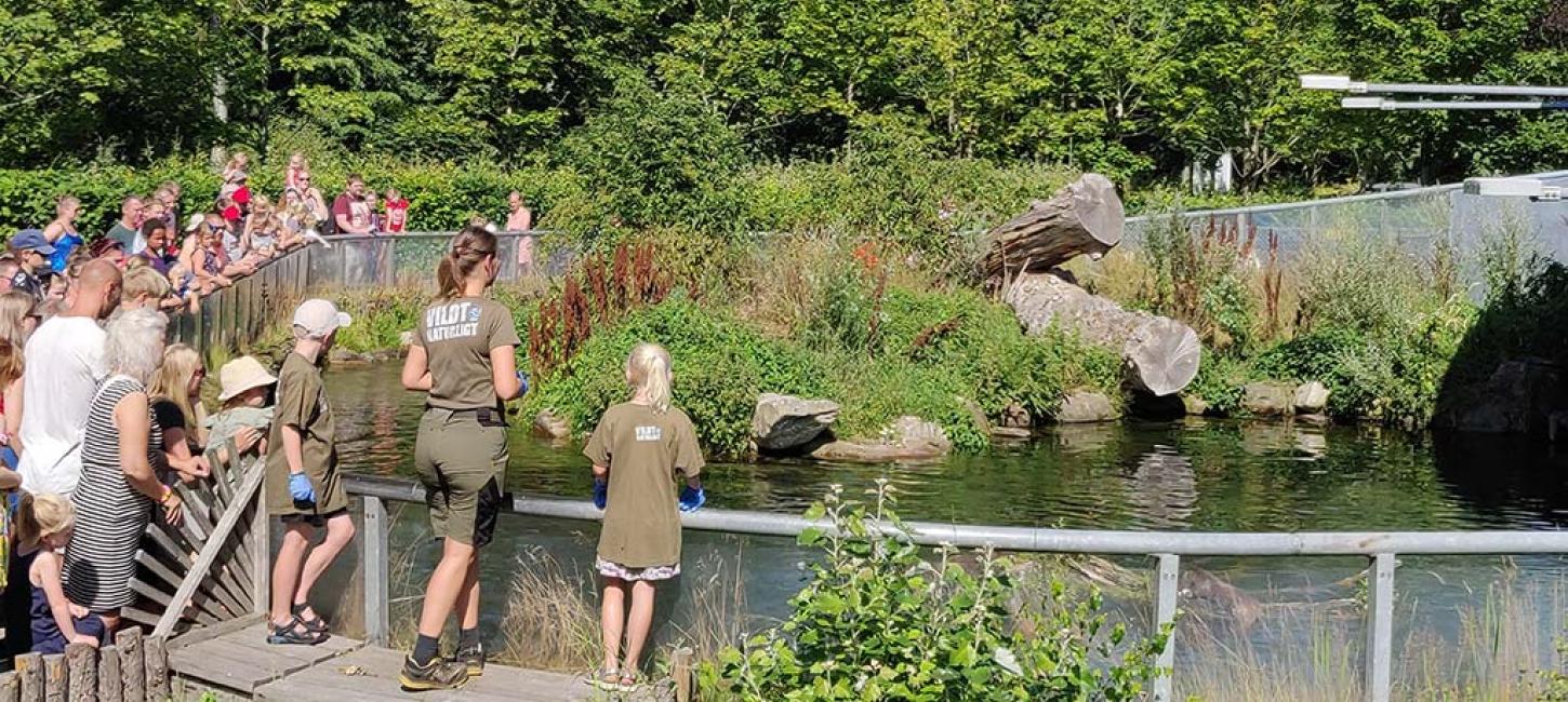 Feeding the otters in AQUA Aquarium & Wildlife Park