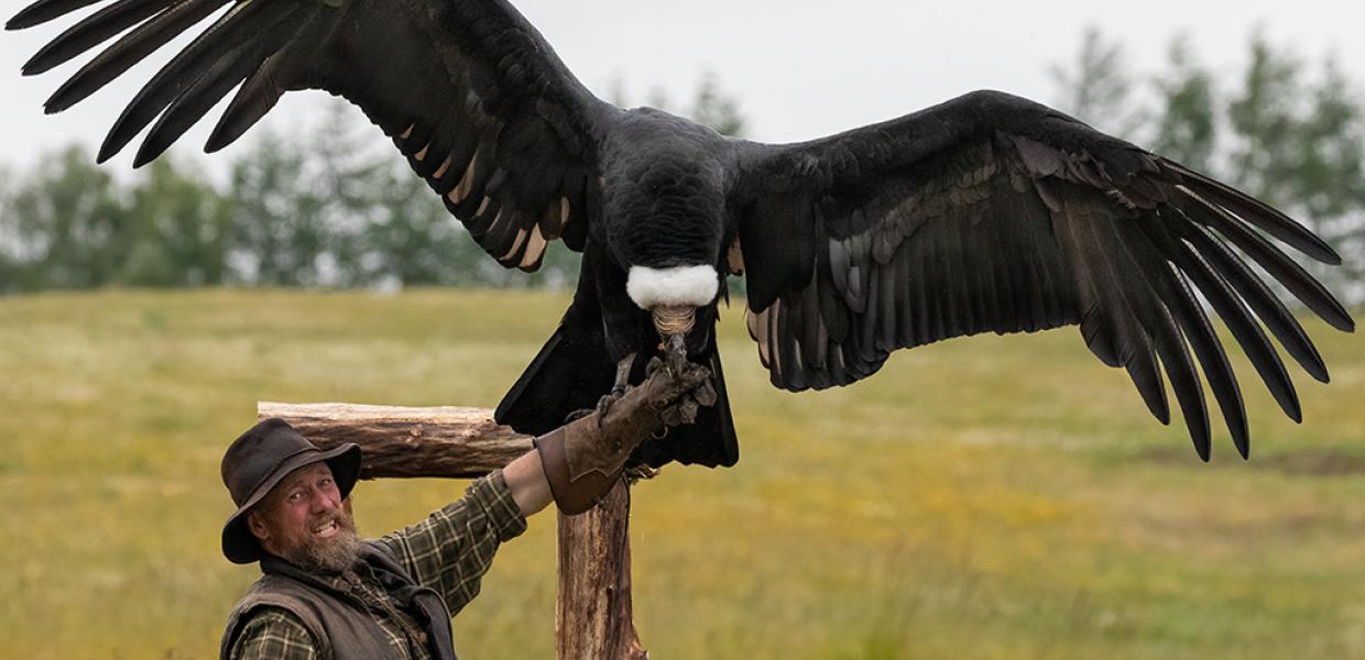 Silkeborg Ørnereservat, Rovfugleshow og Bisonfarm