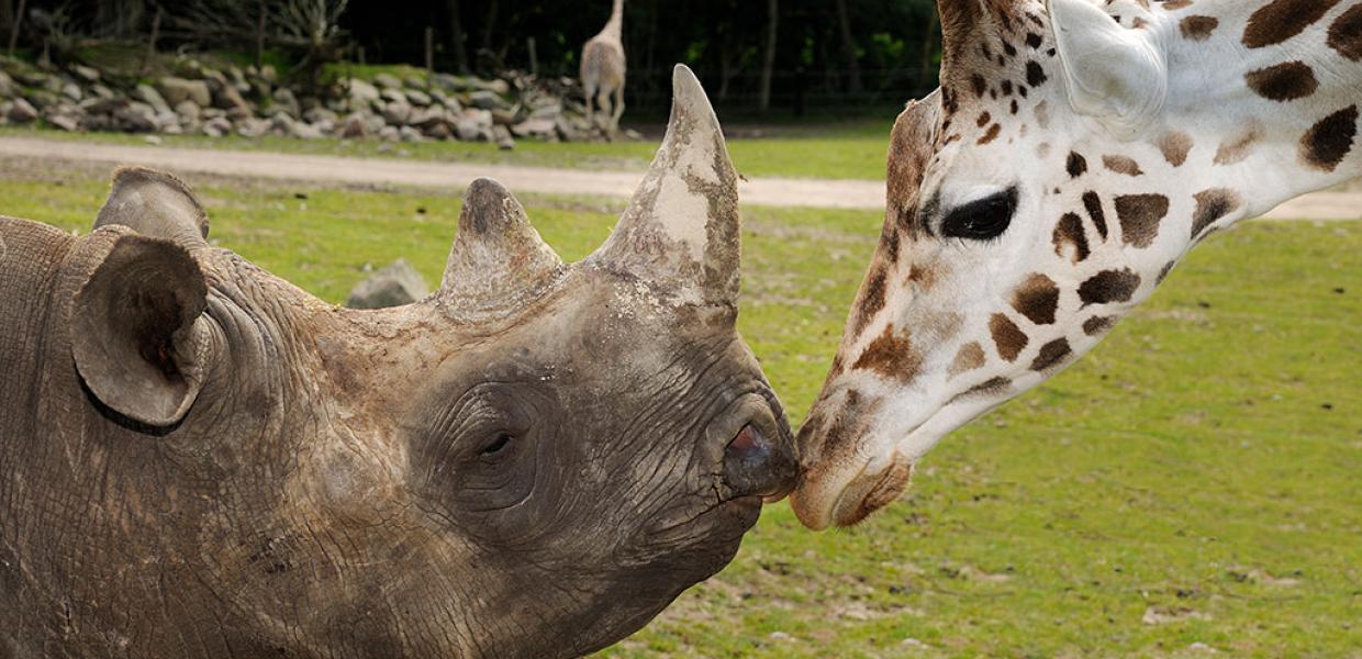 Næsehorn og giraffen hilser på hinanden i Ree Park Safari på Djursland